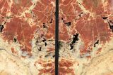Tall, Arizona Petrified Wood Bookends - Brick Red #240770-2